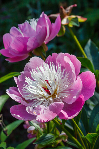 Paeonia lactiflora