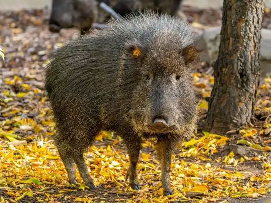 Peccary