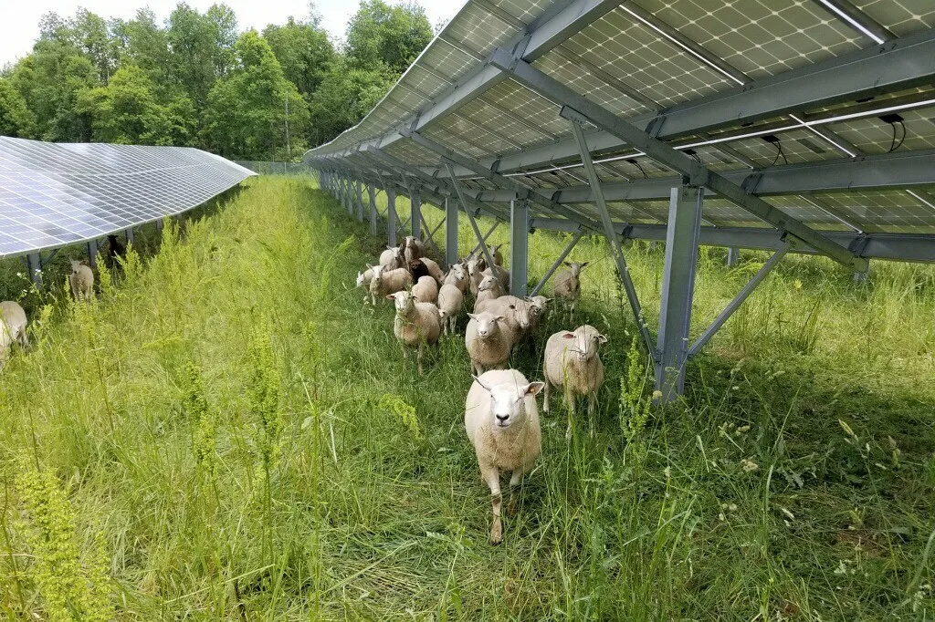 solar sheep