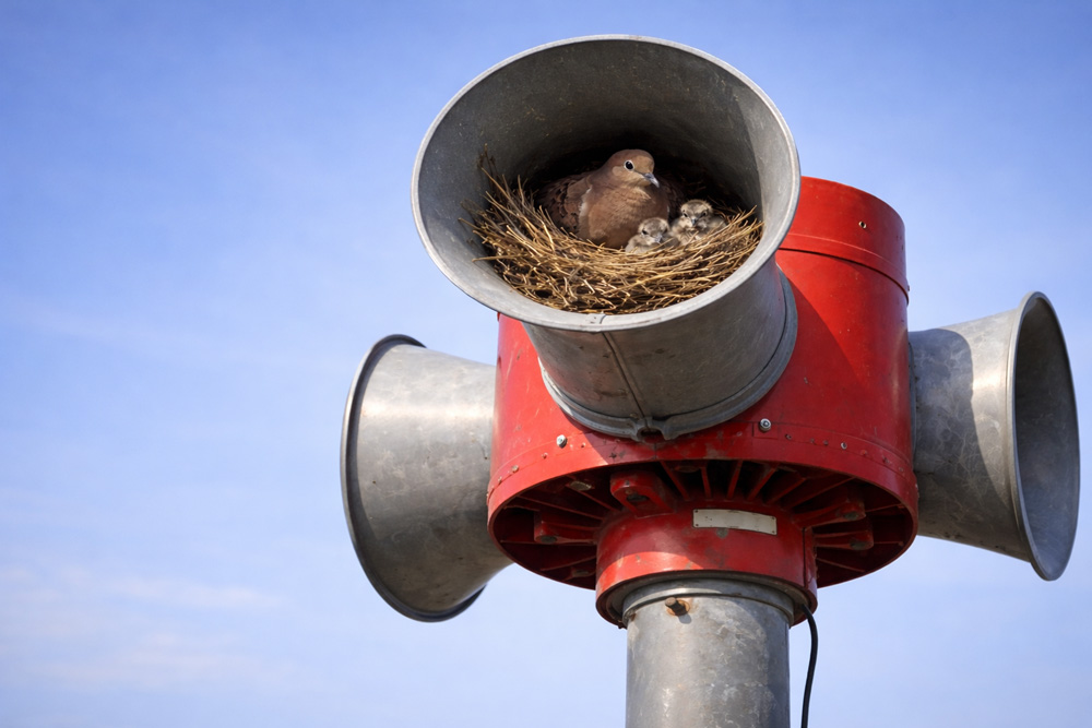 dove nests in warning siren